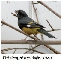 Witvleugel appelvink man, Dieren en Toebehoren, Mannelijk, Tropenvogel