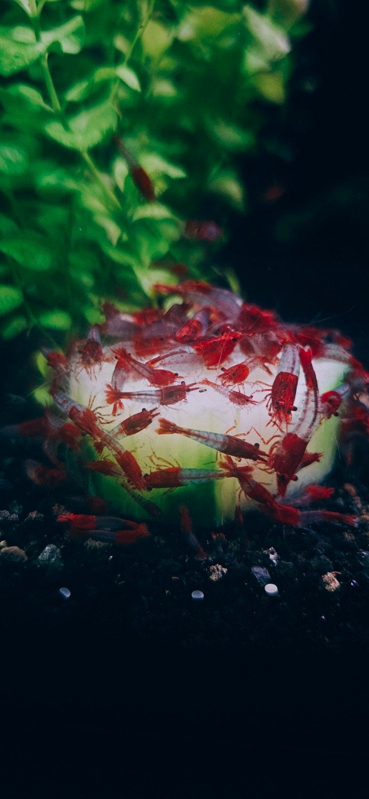 Sakura red rili high grade. nakweek taiwan 10+1, Homard, Crabe ou Crevette, Poisson d'eau douce, Banc de poissons