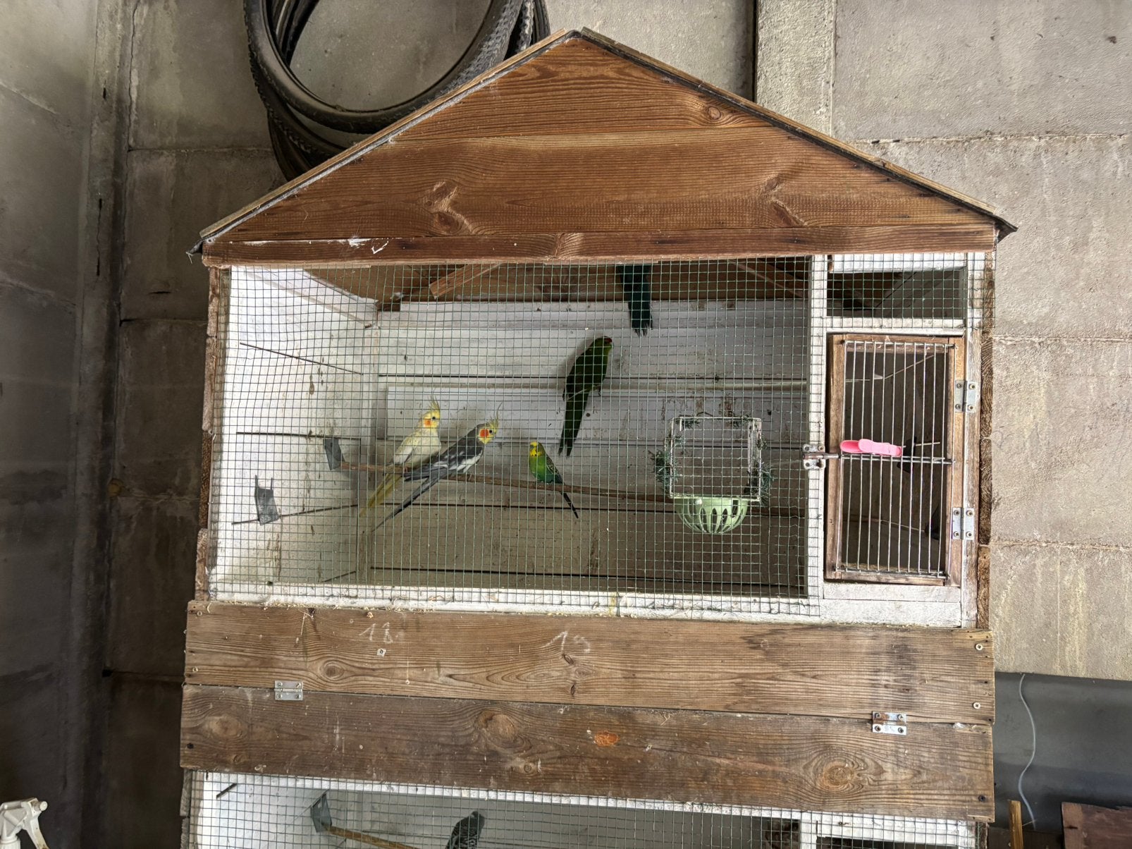 Parkieten, Dieren en Toebehoren, Vogels | Parkieten en Papegaaien, Parkiet