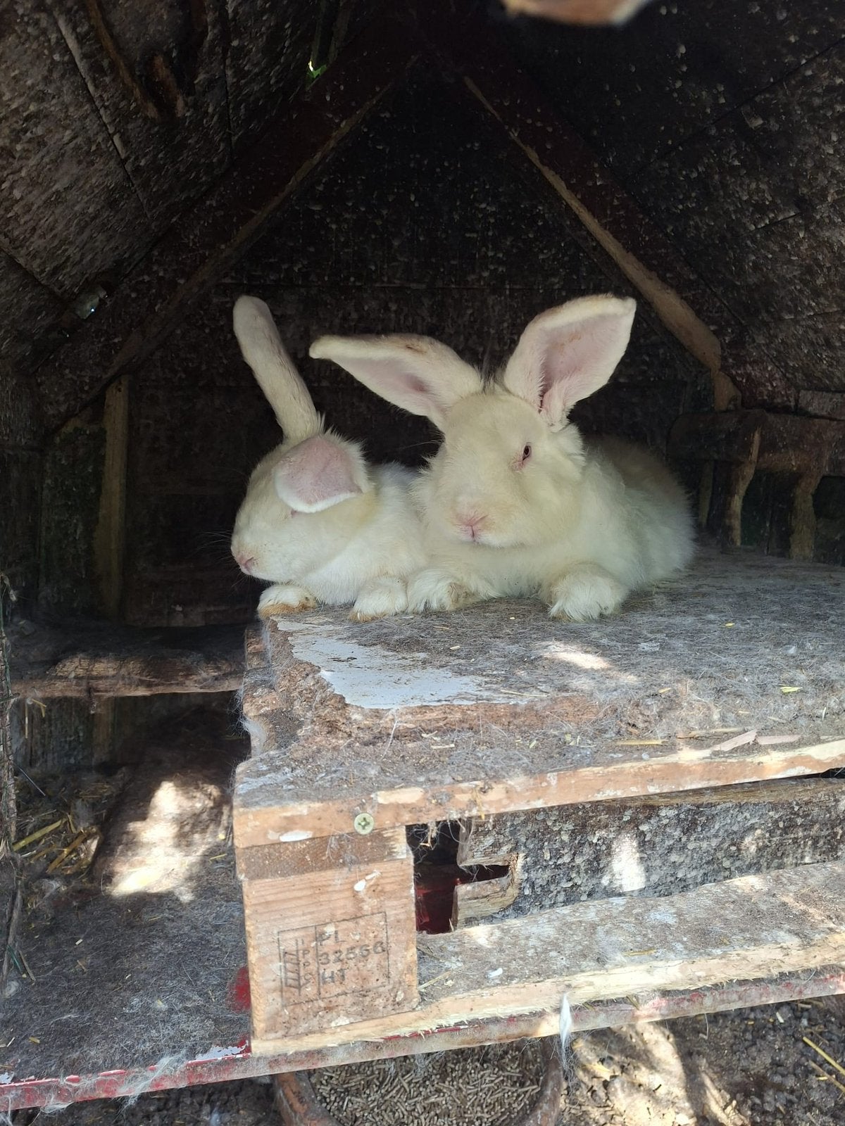 Duitse reus, witte albino, Dieren en Toebehoren