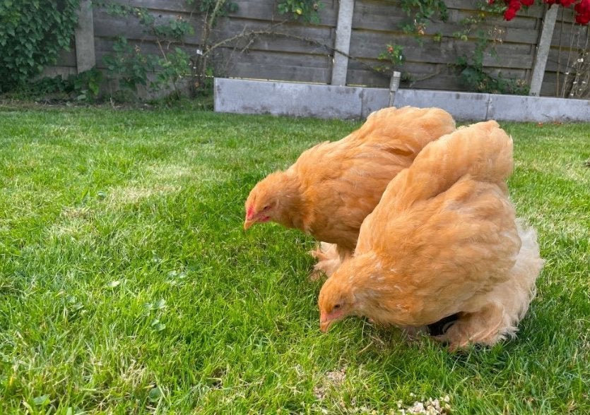Trio cochin Buff groothoenders, Dieren en Toebehoren, Pluimvee, Meerdere dieren, Kip