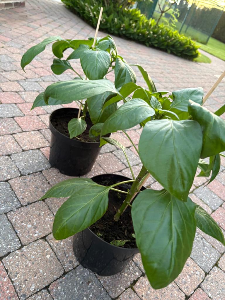 Te koop: Zoete paprikaplanten, Tuin en Terras, Ophalen