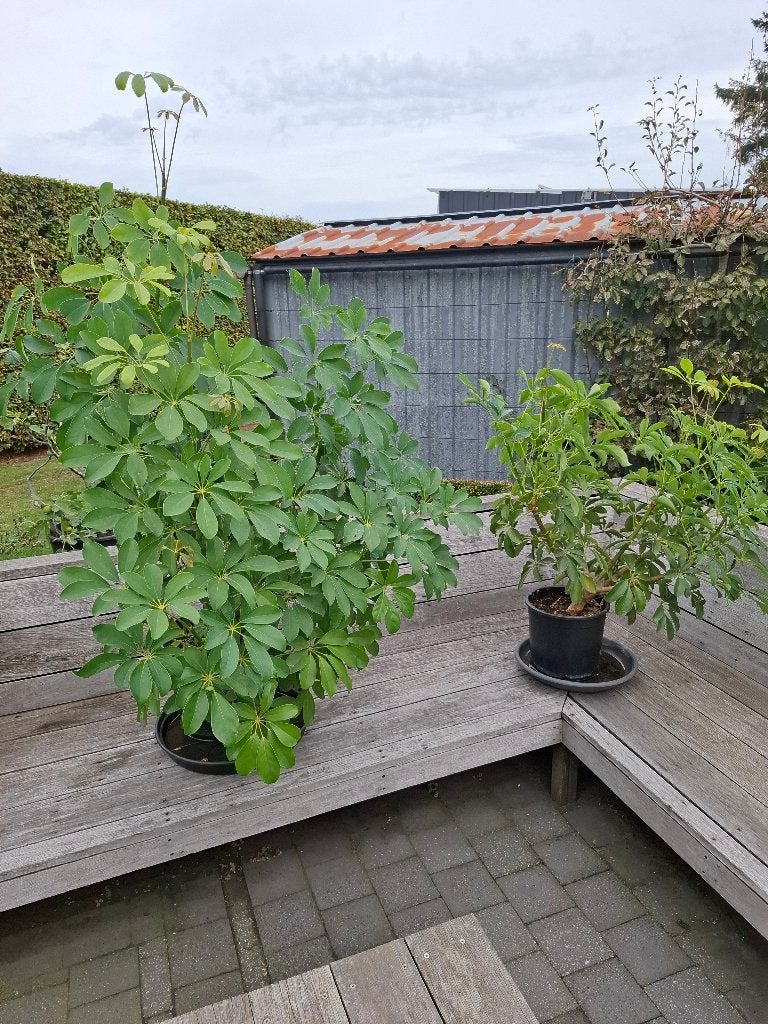 Schefflera arboricola Vingerplant, Ophalen, 100 tot 150 cm, Overige soorten, Halfschaduw
