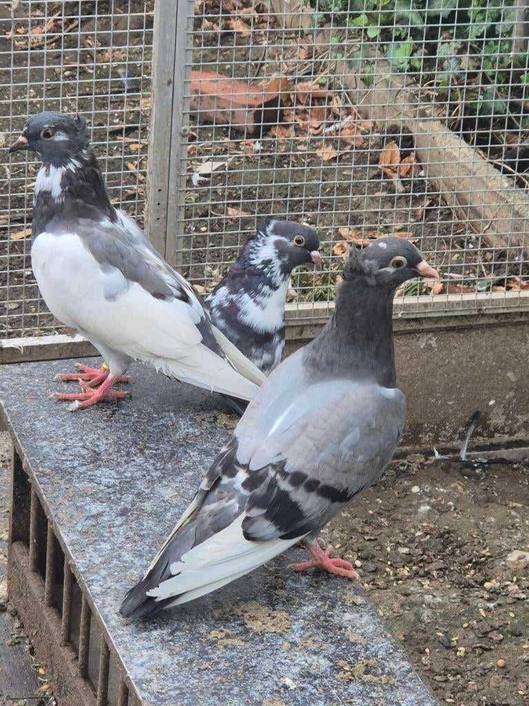 Servische hoogvlieger, Dieren en Toebehoren