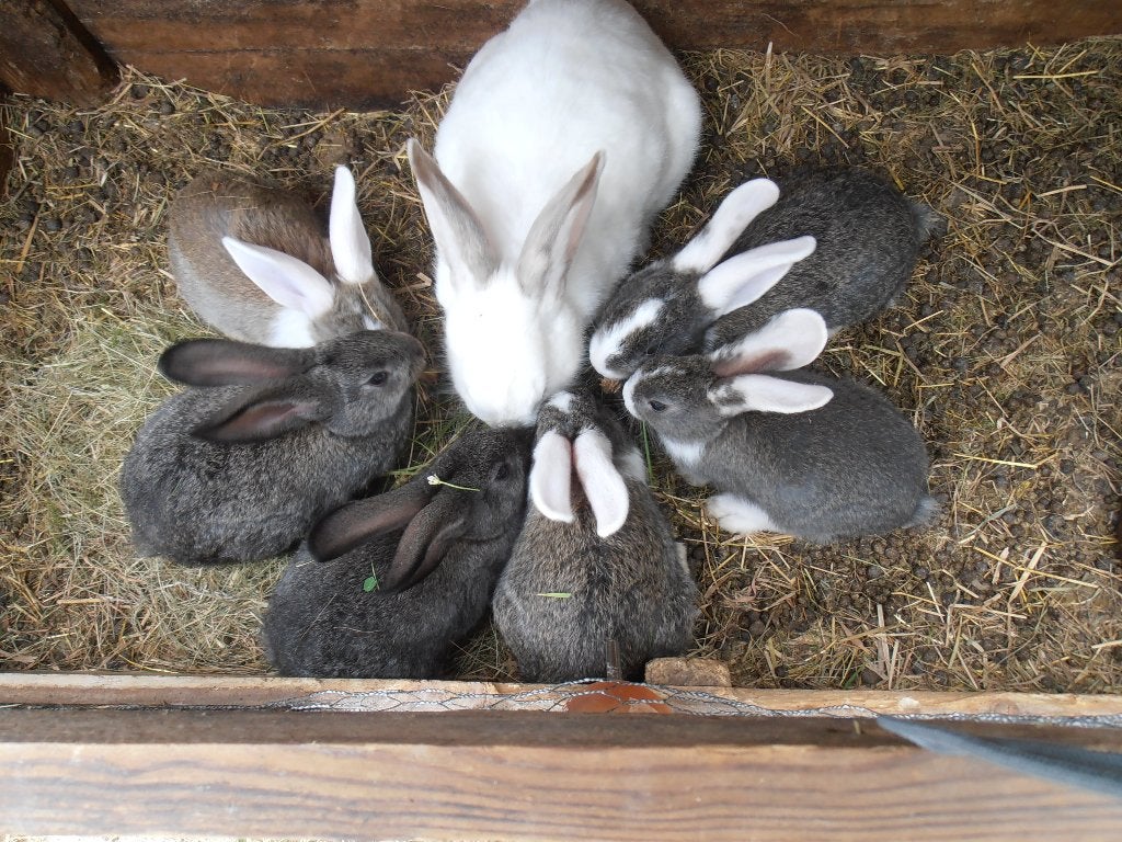 6 Jonge konijnen, Dieren en Toebehoren, Konijnen