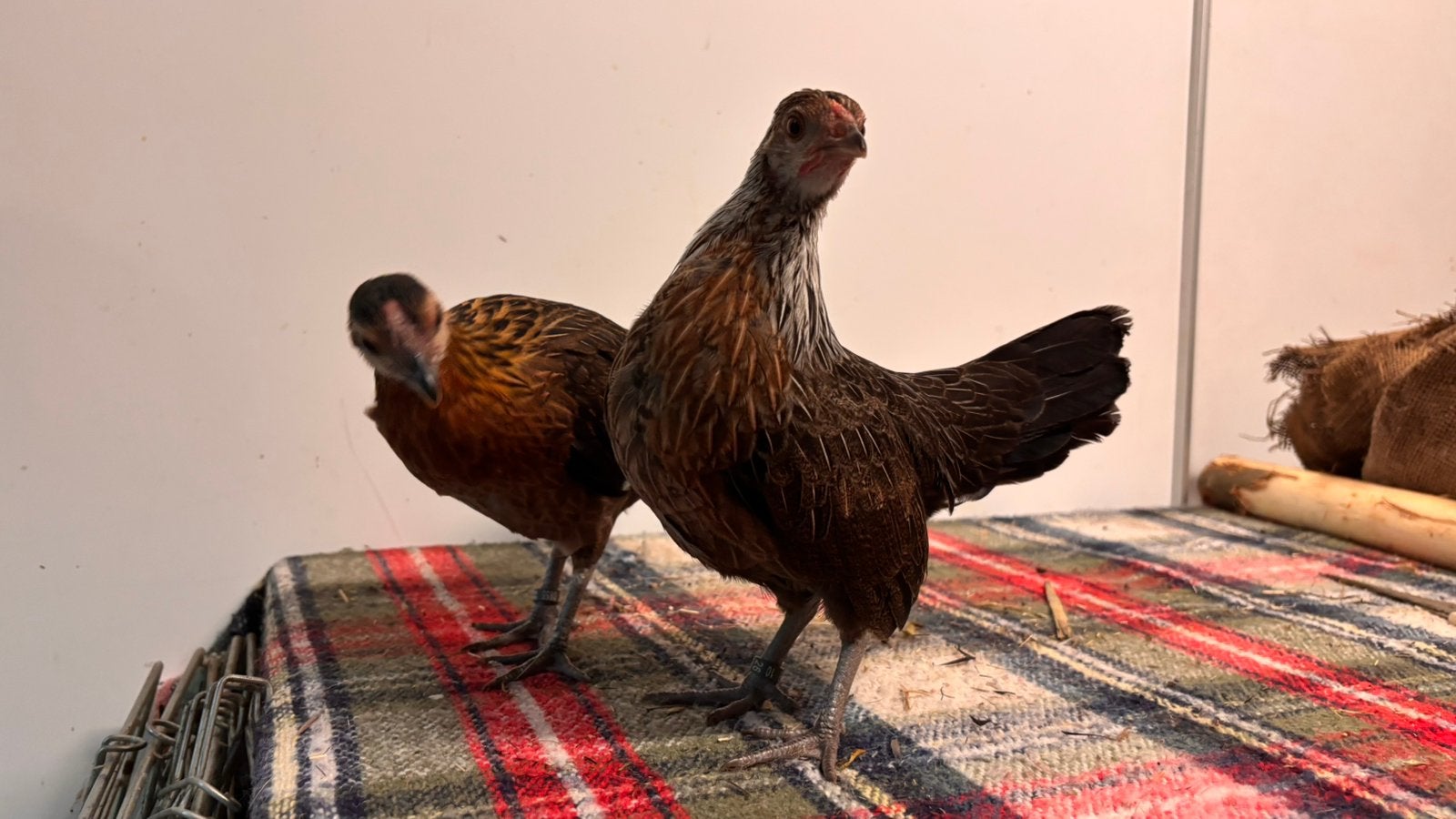 Waasse kriel, Dieren en Toebehoren