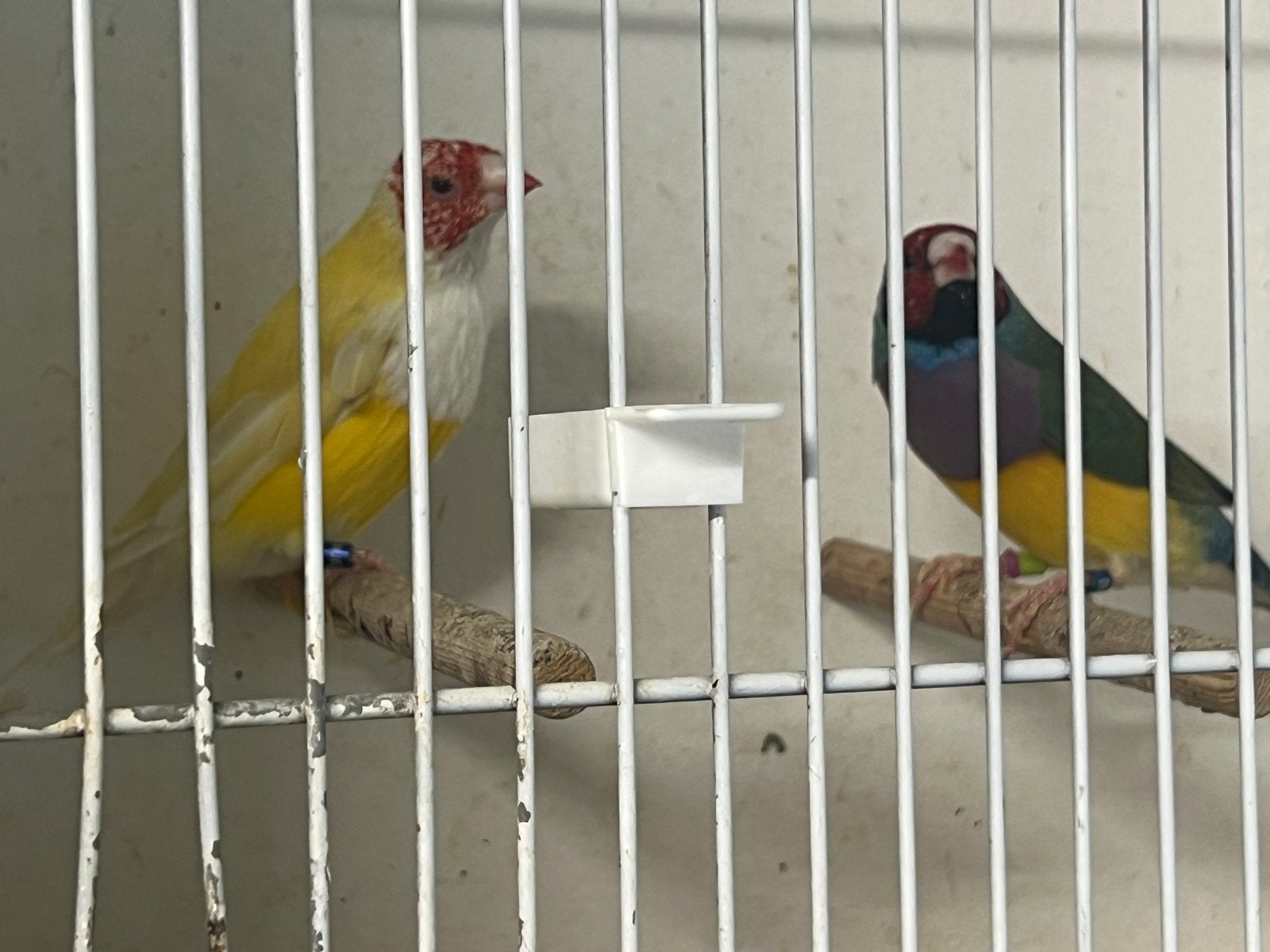 Split lutno x lutino, Dieren en Toebehoren, Vogels | Overige Vogels