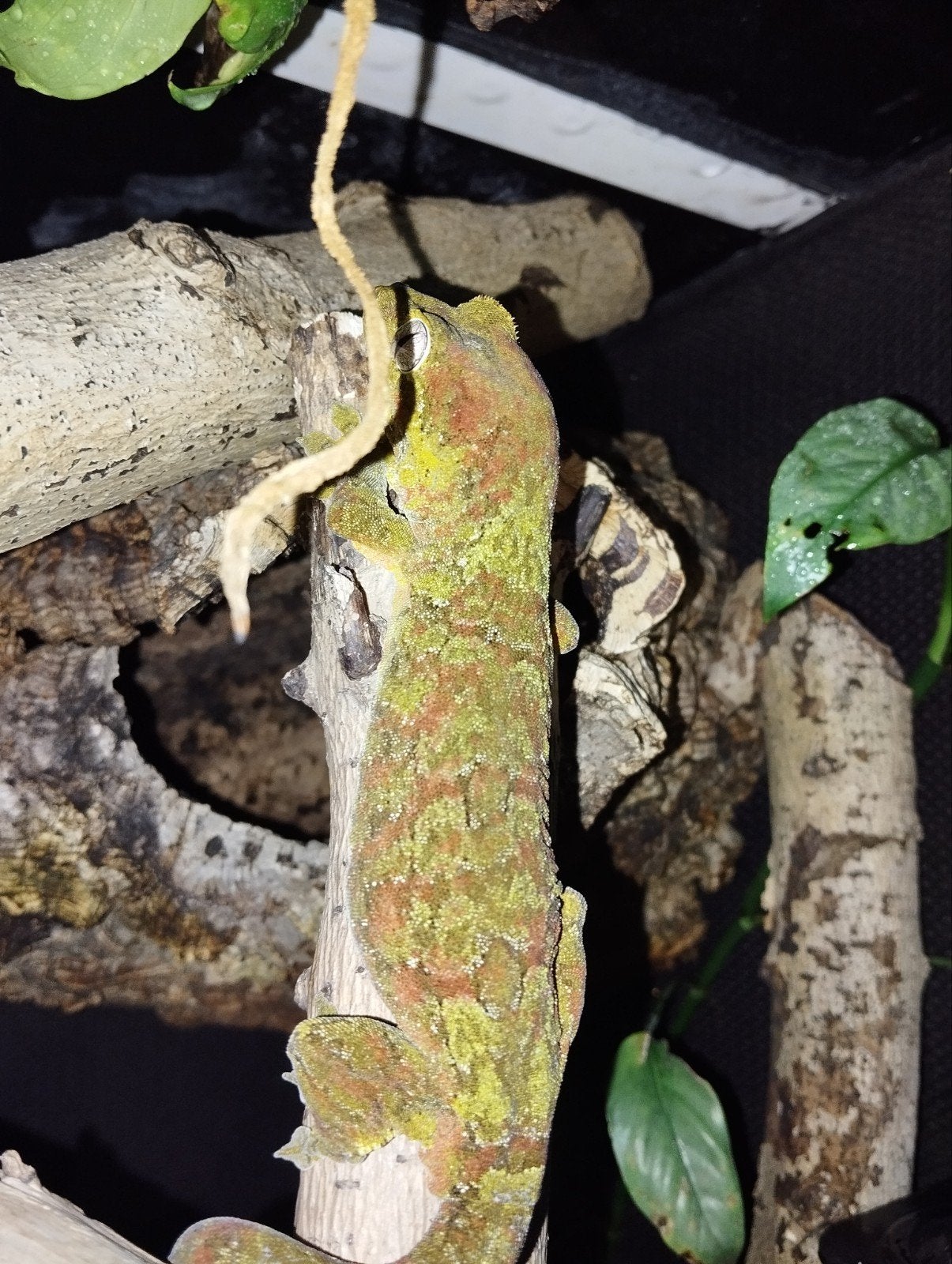 Mniarogekko chahoua man en vrouw, Dieren en Toebehoren, Reptielen en Amfibieën