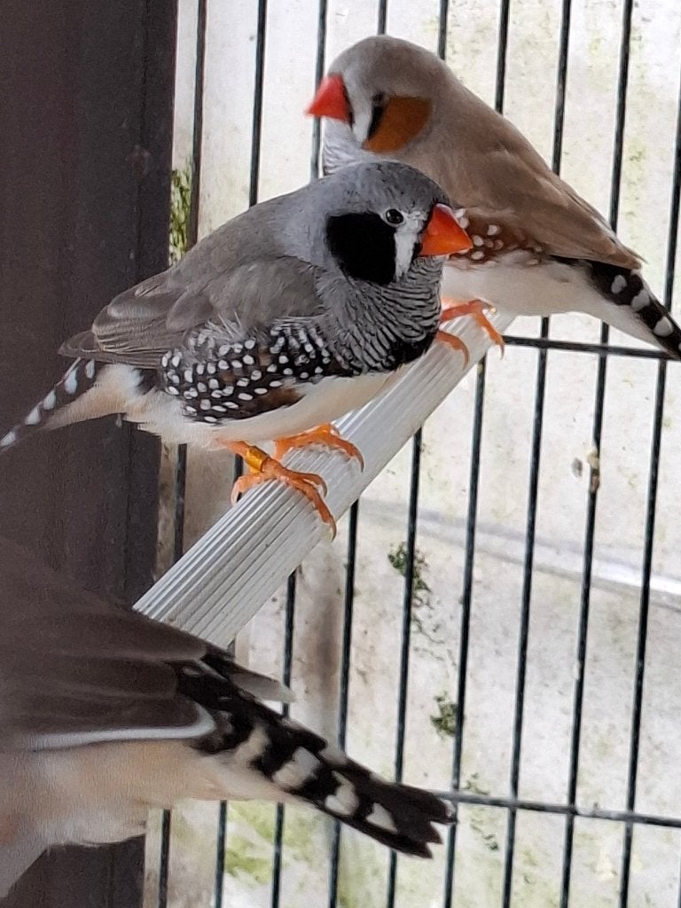 Zebravinkjes 2026, Dieren en Toebehoren, Meerdere dieren, Tropenvogel