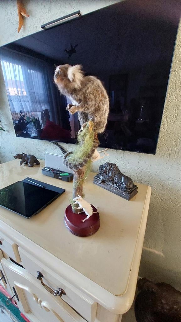 Taxidermie opgezette witoor penseel aapje, Ophalen