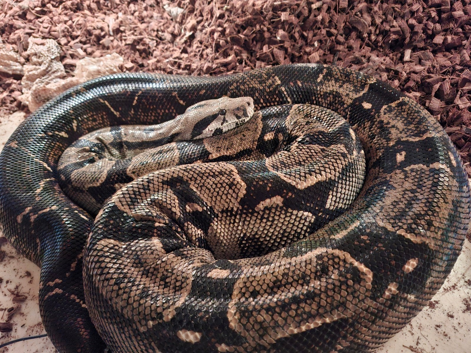 Koppel boa Corn Iland, Animaux & Accessoires, Serpent, Domestique, 3 à 6 ans
