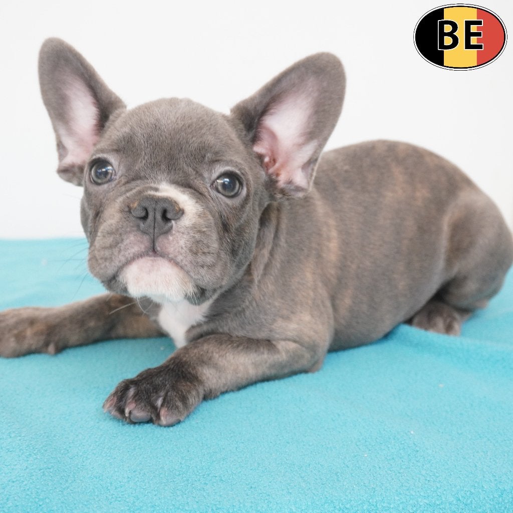 Bouledogue Français (mâles) chiots belges à vendre, Commerçant, Chien (mâle), Maladie de Carré (chiens), Autres races