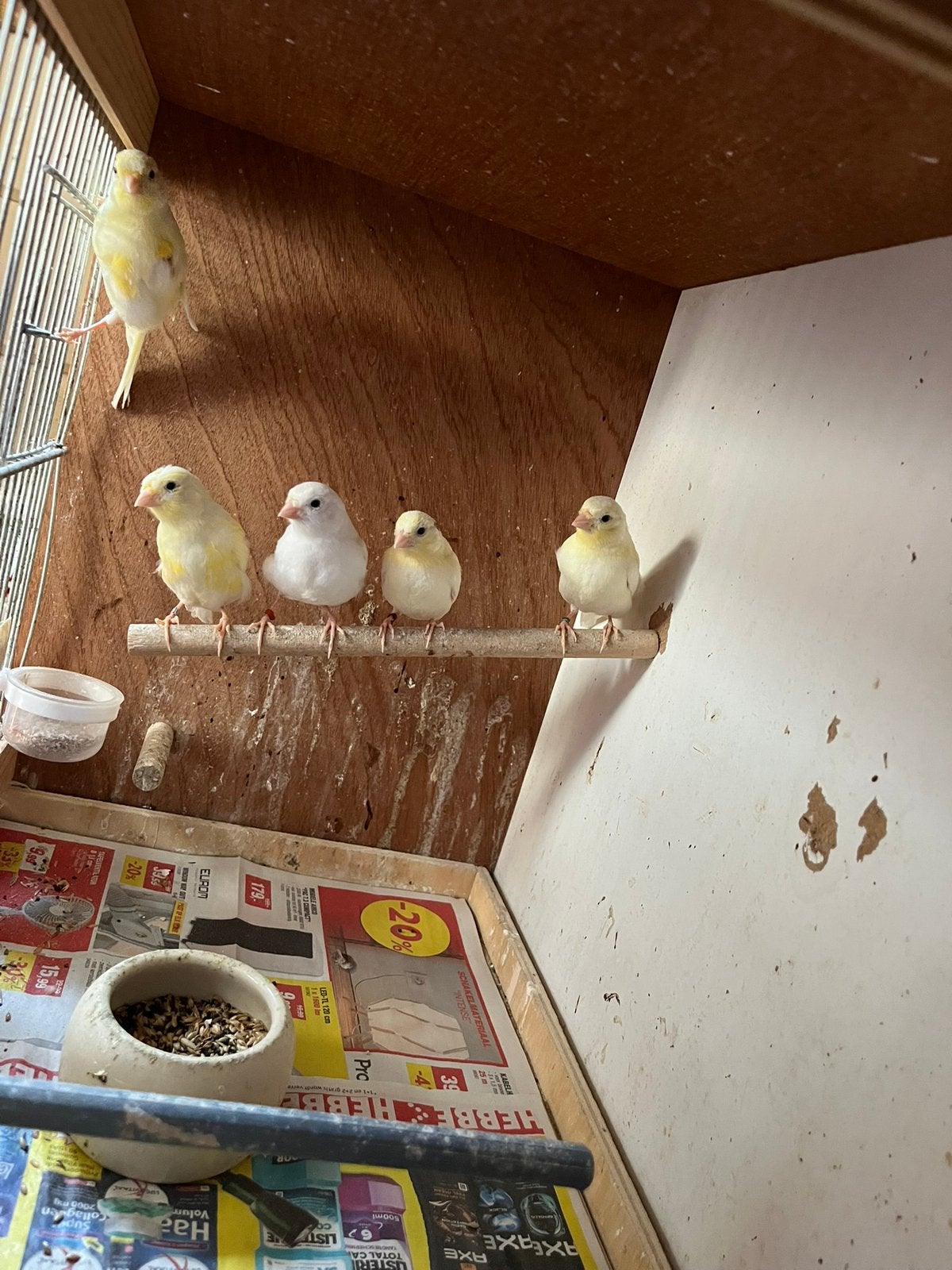 Kanarie jongen van 2026, Dieren en Toebehoren, Vogels | Kanaries