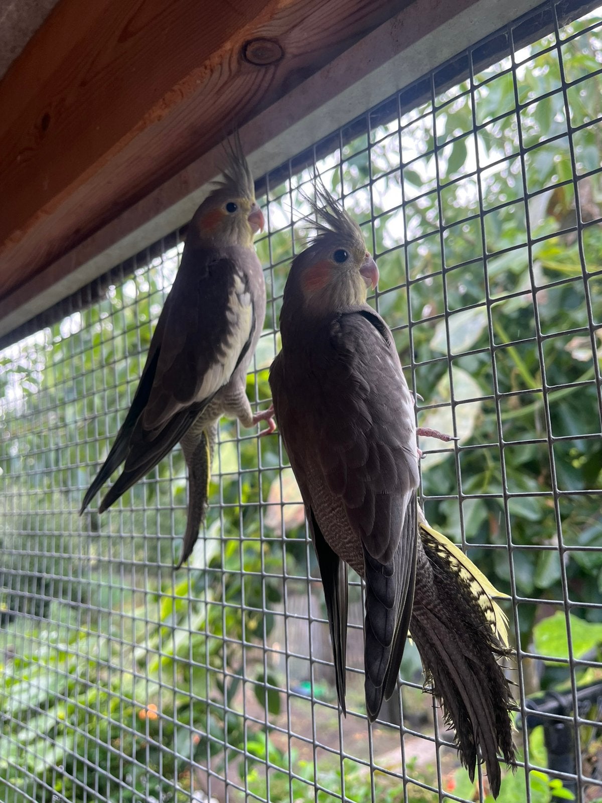 Jonge valkparkieten, Dieren en Toebehoren