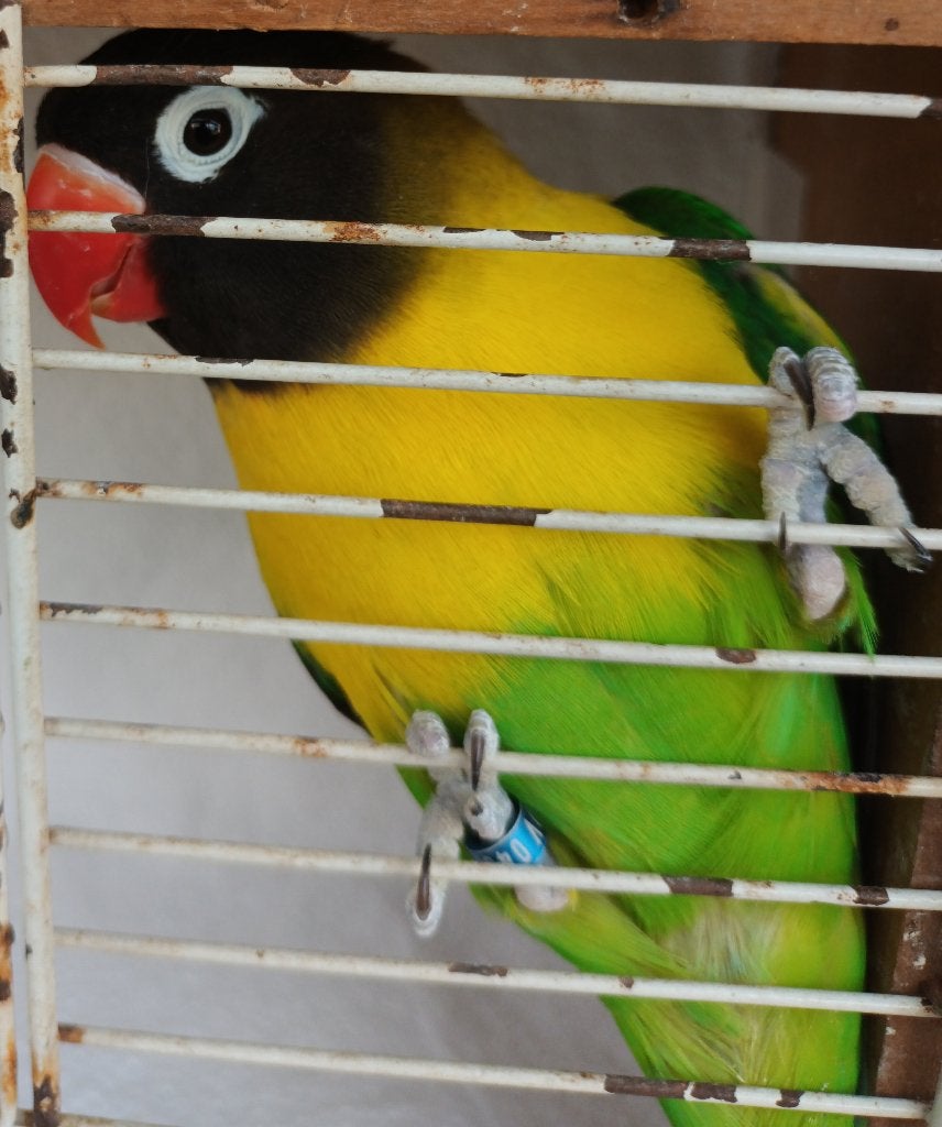 Agapornis te koop, Dieren en Toebehoren, Vrouwelijk, Dwergpapegaai of Agapornis, Geringd