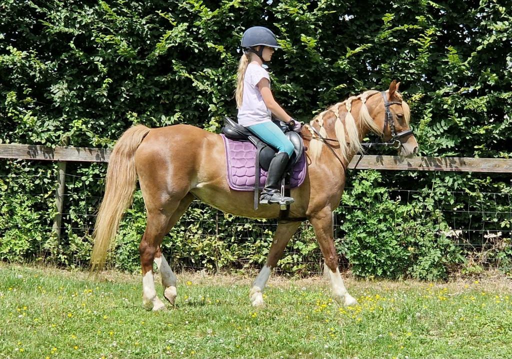 Débourrage de poneys, Plusieurs animaux, Ne s'applique pas