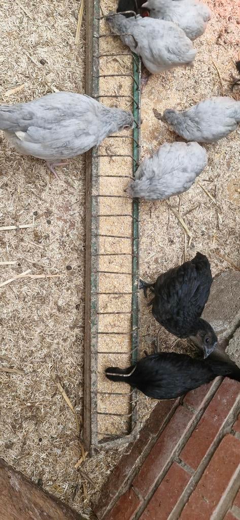 Mooie ayam cemani en aruacana lavendel, Dieren en Toebehoren, Pluimvee