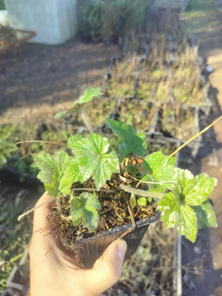 Anemone hybride Honorine Jobert . 600 stuks., Tuin en Terras, Planten | Tuinplanten, Ophalen of Verzenden, Vaste plant