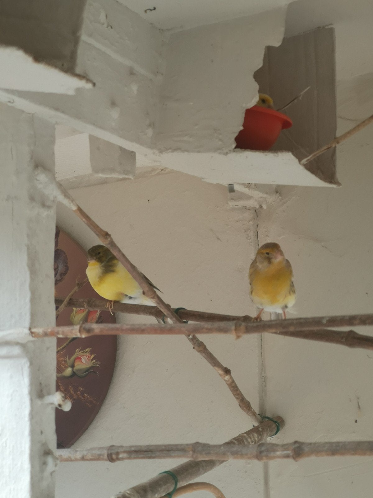3 kanaries te koop 10 euro stuk , 3 stuks voor 25 euro, Dieren en Toebehoren, Kleurkanarie