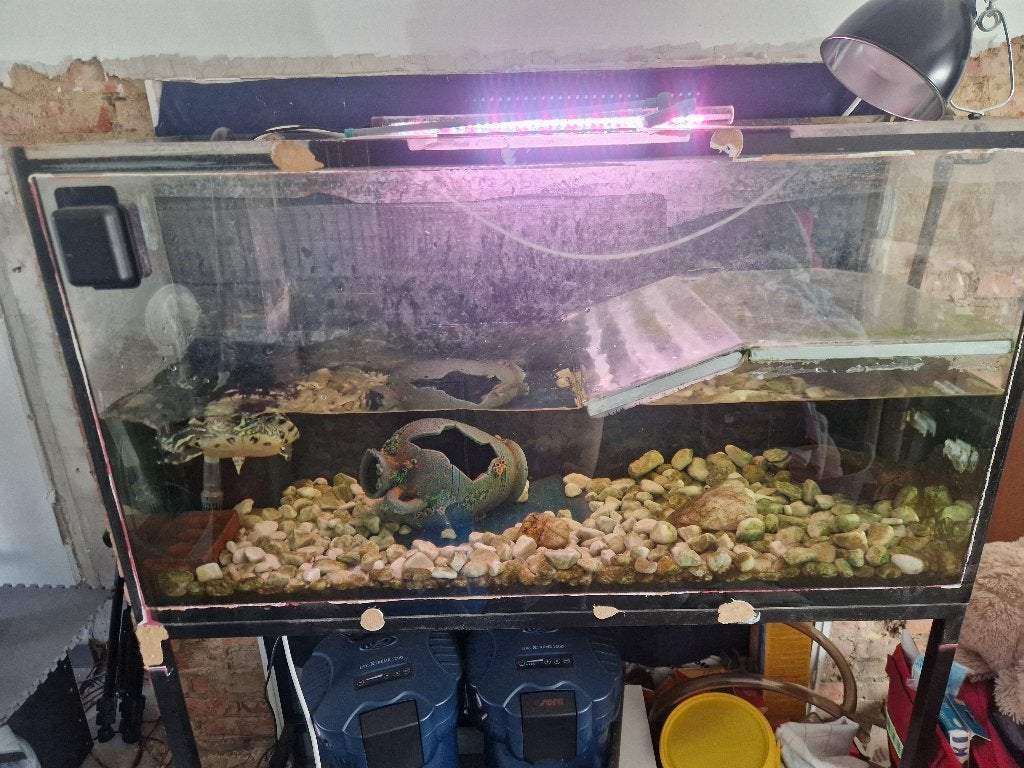 Waterschildpad met aquarium, Dieren en Toebehoren, Ophalen, Gebruikt, Overige typen