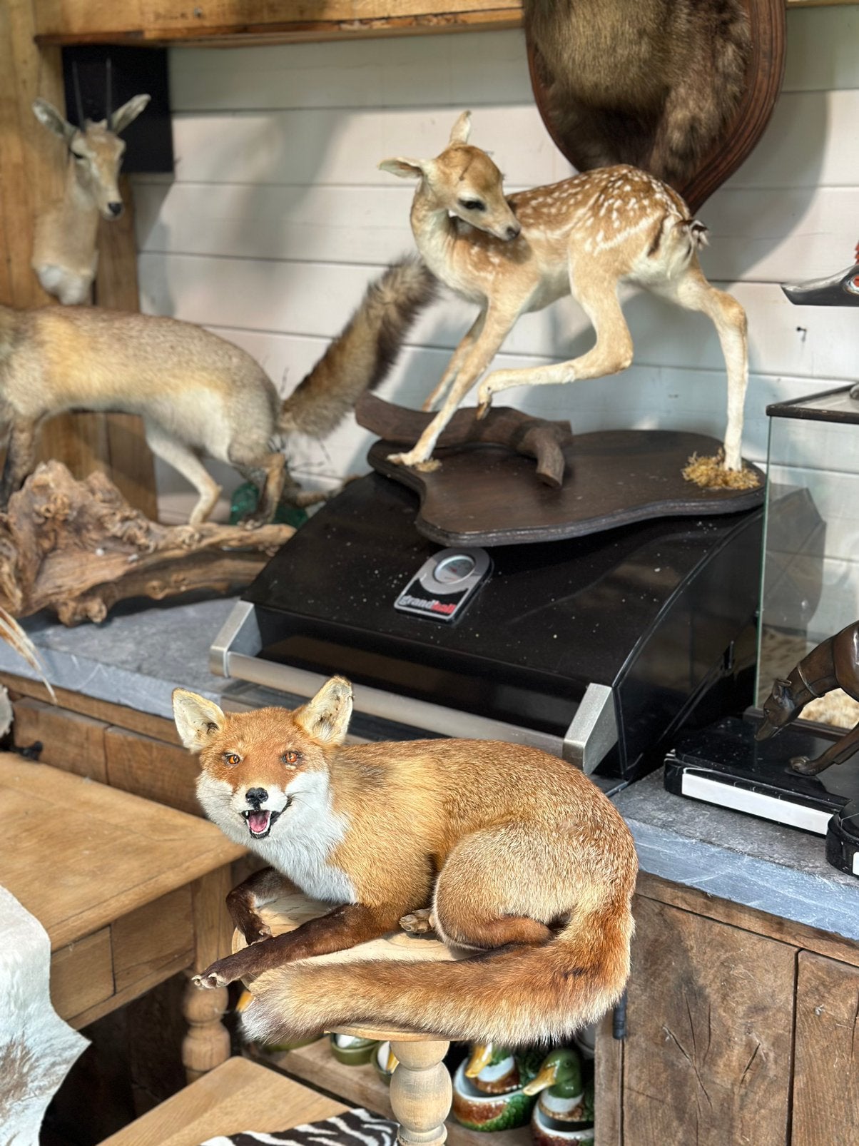 Te koop dieren opgezette, Enlèvement
