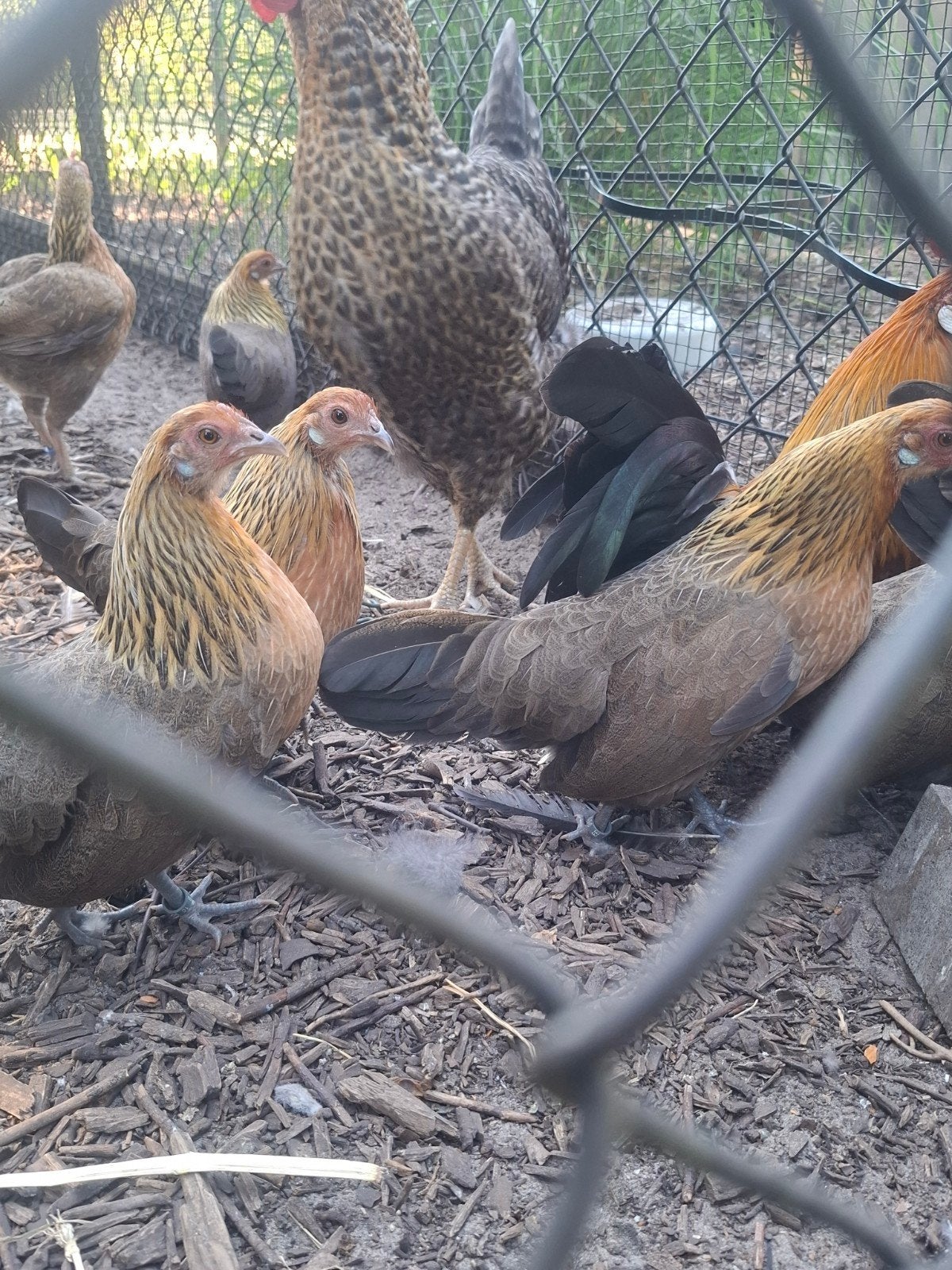 2x trio hollandse kriel
