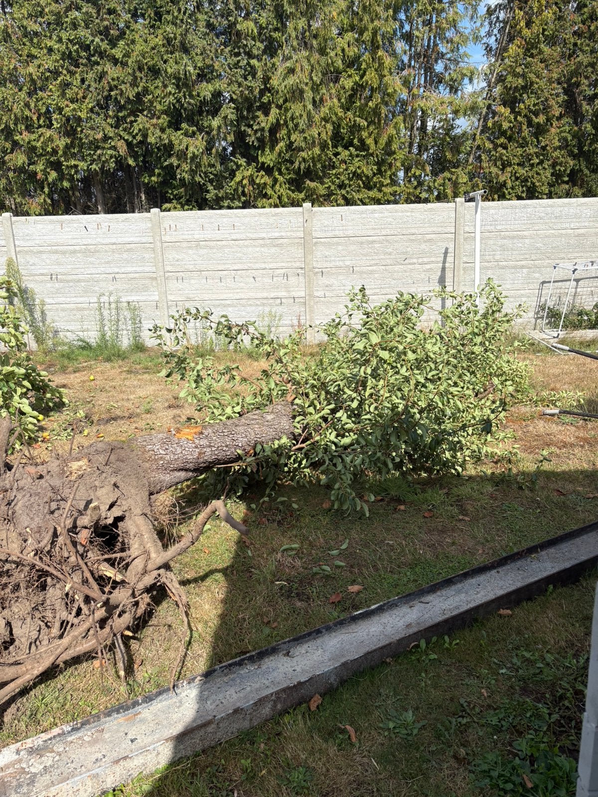 4 fruit bomen en 4 conifeer bomen  Gratis, Enlèvement