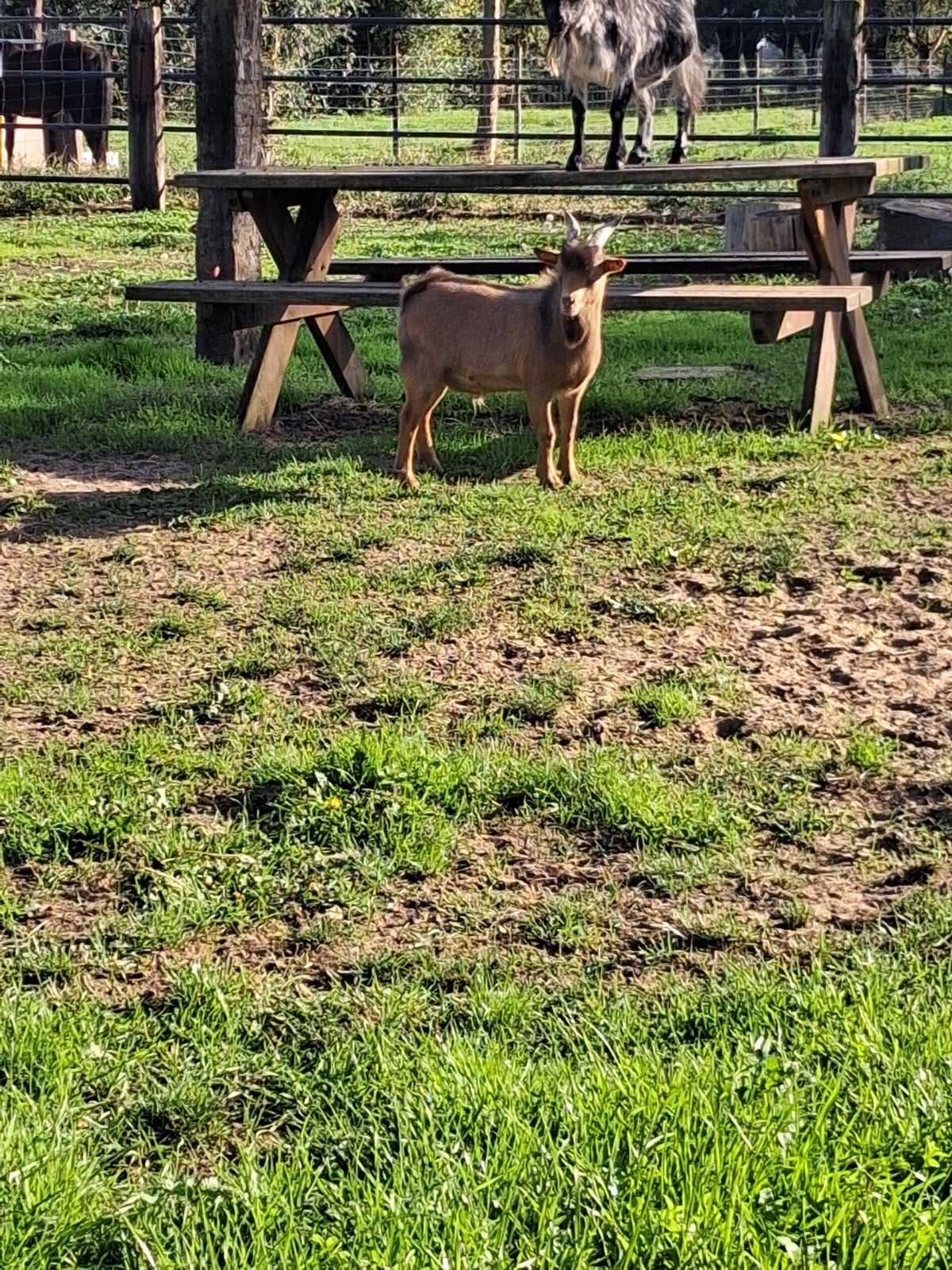 mooi bokje met blauwe felle ogen, Dieren en Toebehoren, Mannelijk, Geit, 0 tot 2 jaar