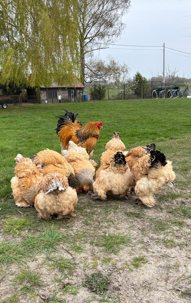 Broedeieren Brahma, Dieren en Toebehoren, Pluimvee, Meerdere dieren, Kip