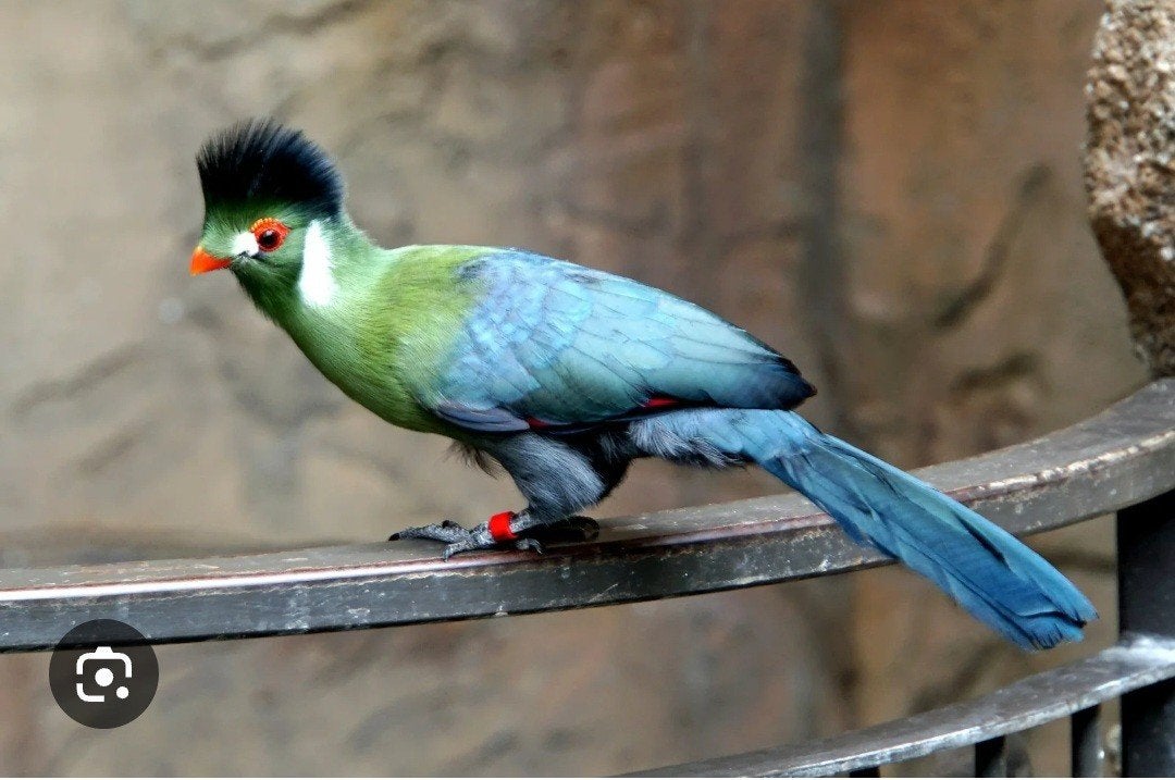 witwangtoerako, Animaux & Accessoires, Oiseaux | Oiseaux Autre, Plusieurs animaux, Bagué