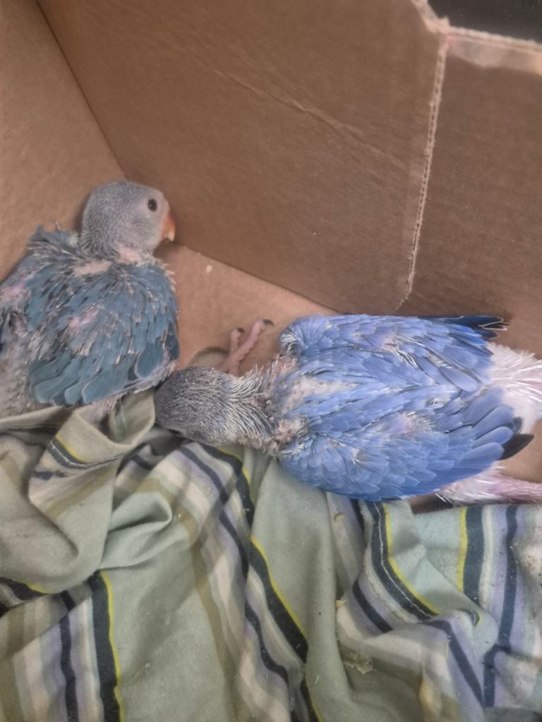 Halsbandparkiet babies handtamme, Dieren en Toebehoren, Vogels | Parkieten en Papegaaien