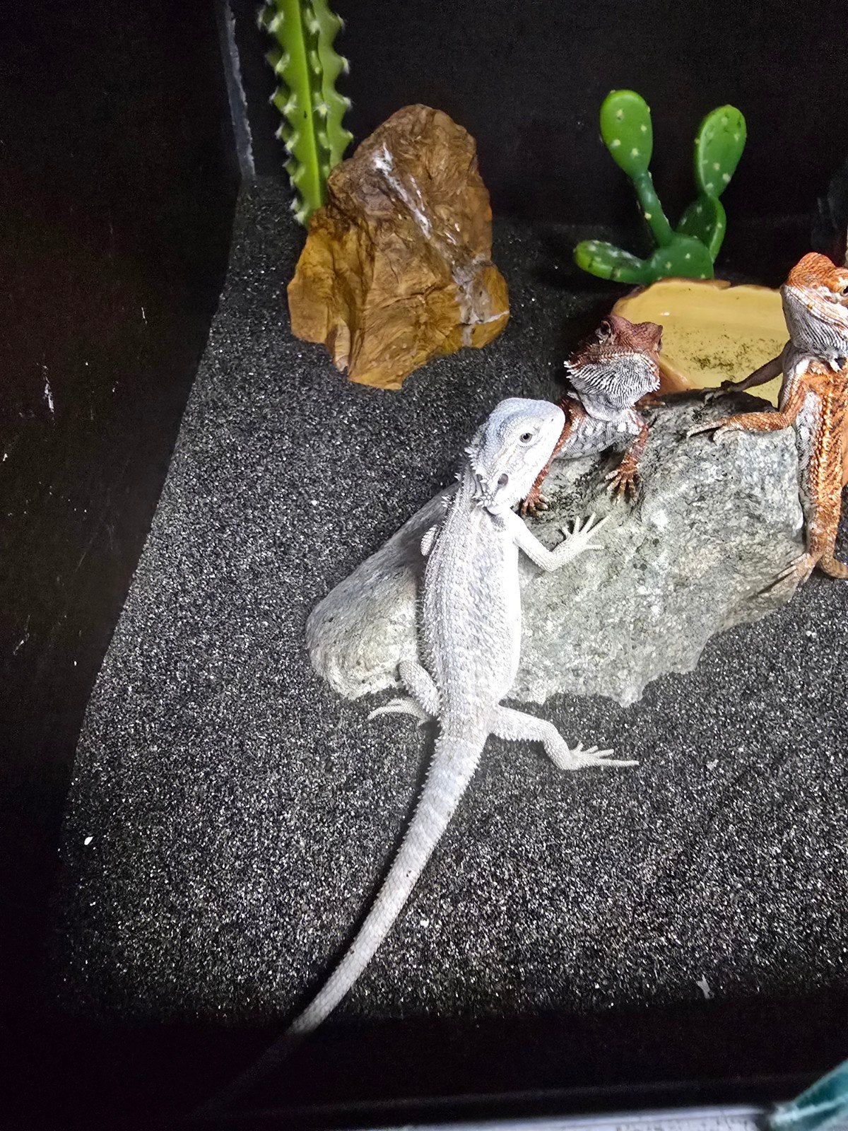 Prachtige witte baardagaam nakweek, Dieren en Toebehoren, Amfibie