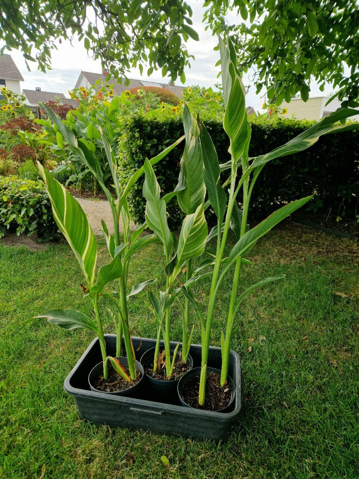 Canna Stuttgart  ( 15€ volledige bak), Tuin en Terras, Vaste plant, Halfschaduw, Zomer, Ophalen