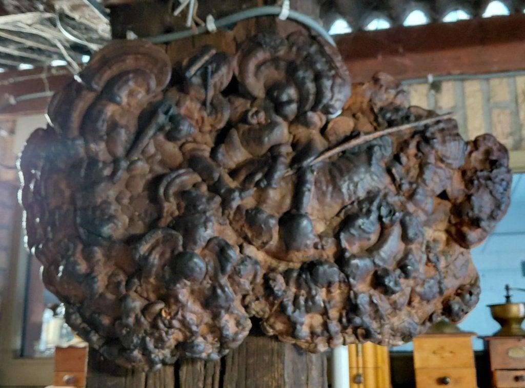 decoratieve paddenstoel, Ophalen of Verzenden