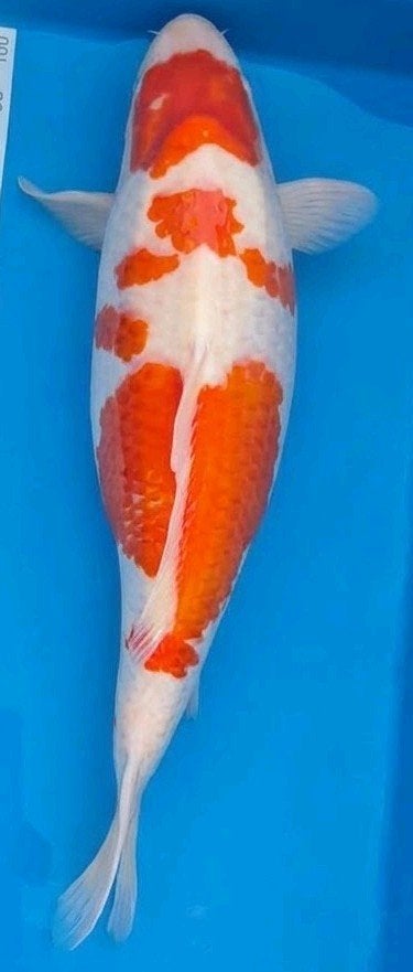 HQ Japanse Koi Kohaku (Himitsu) 65-68cm Vrouw + Certificaat, Dieren en Toebehoren