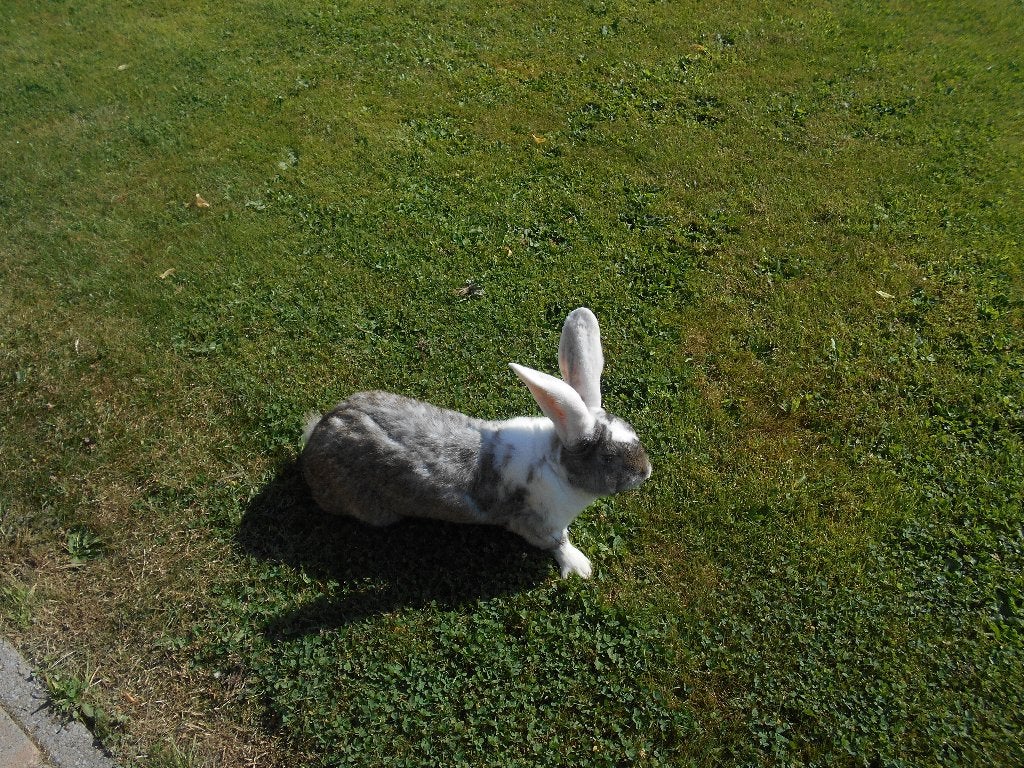 DUITSE REUS, Plusieurs animaux, Grand, 0 à 2 ans
