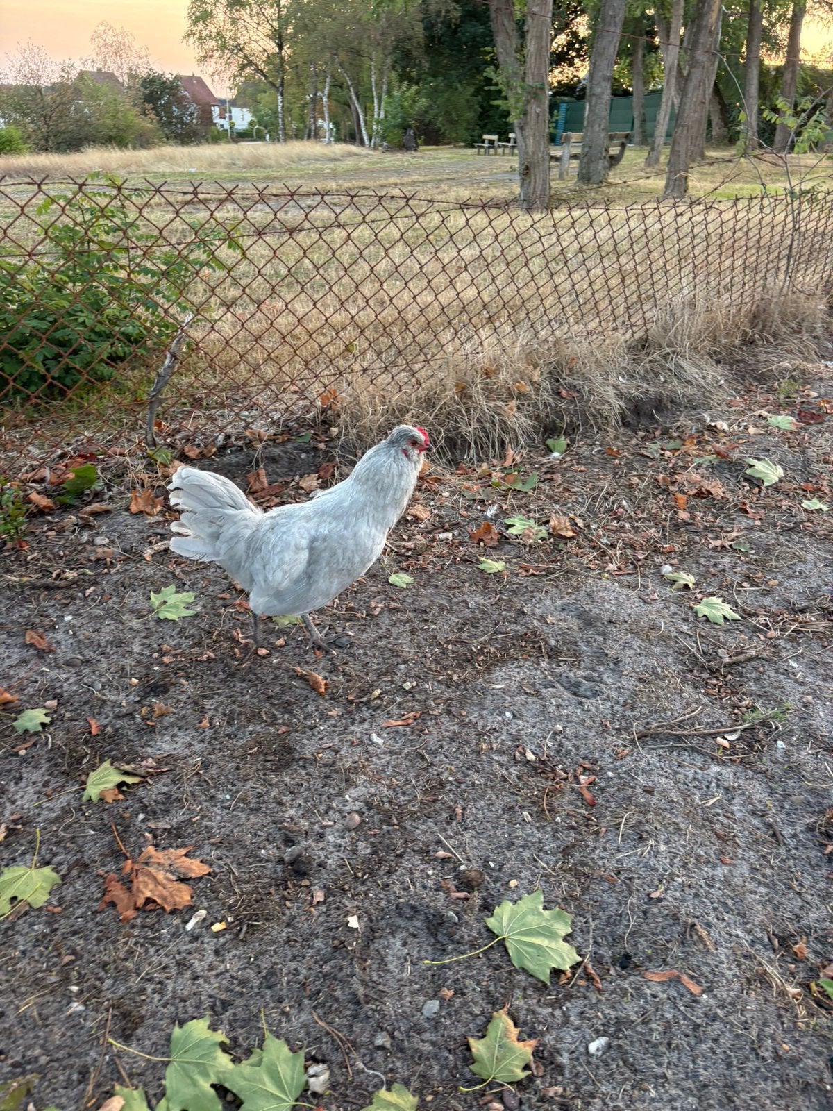 Jonge Lavendel Araucana-haan
