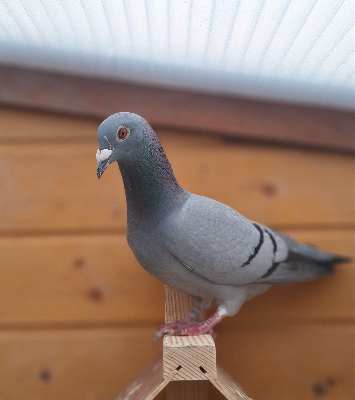 Duivin 2025, Dieren en Toebehoren, Vogels | Duiven