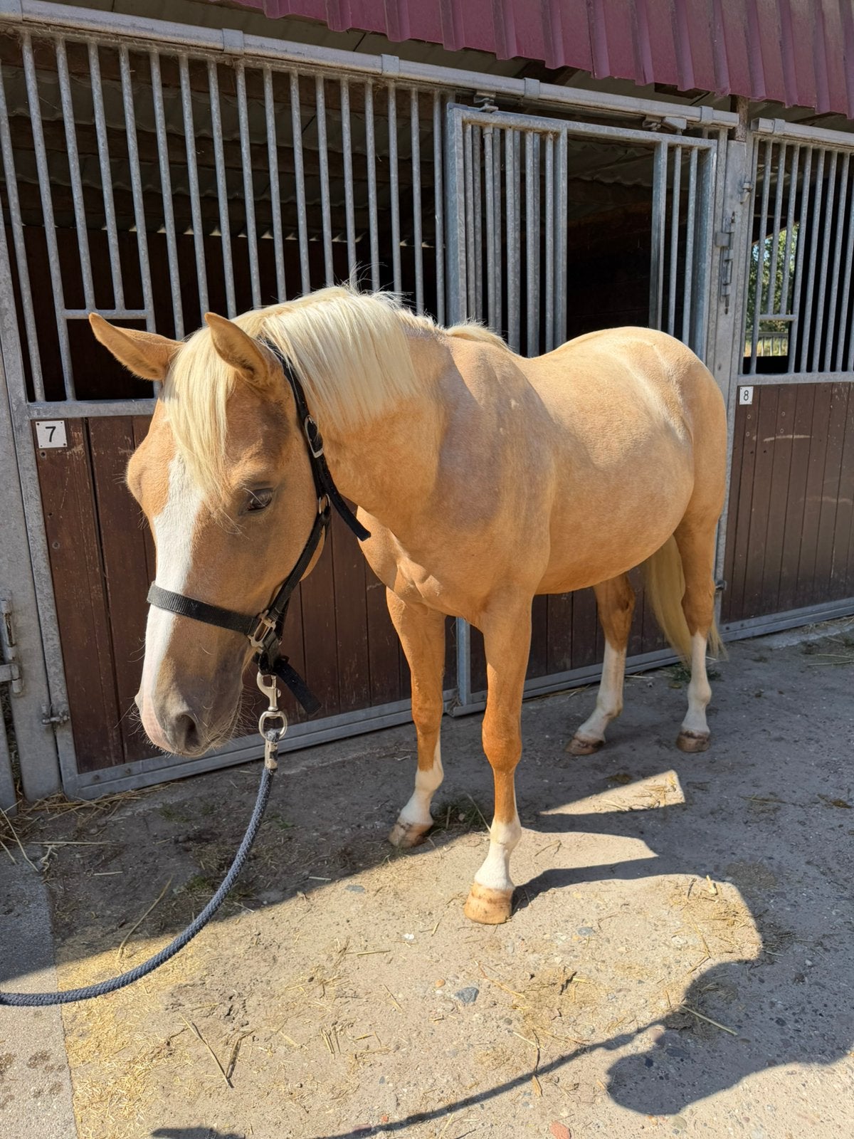 Palomino de 2 ans à vendre, Avec pedigree, Moins de 160 cm, Étalon, 0 à 2 ans