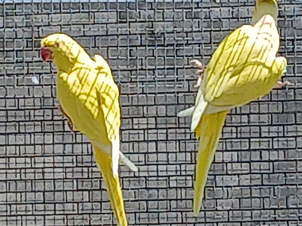 voliere,halsbandparkiet,lutino / split / albino,kweekkoppel, Animaux & Accessoires, Oiseaux | Perruches & Perroquets, Perruche