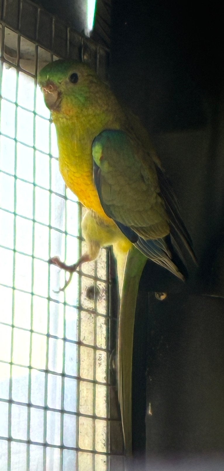 Jonge roodruggen, Parkiet
