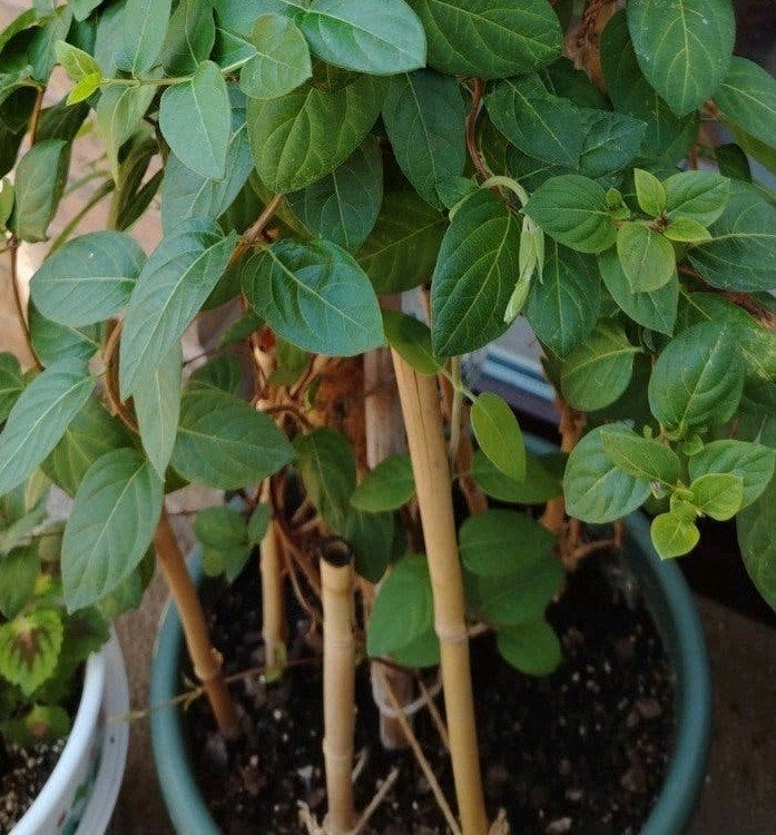 Buitenplant - Jasmijn uit Iran - met pot +., Tuin en Terras, Overige soorten, 100 tot 250 cm, Zomer, Ophalen