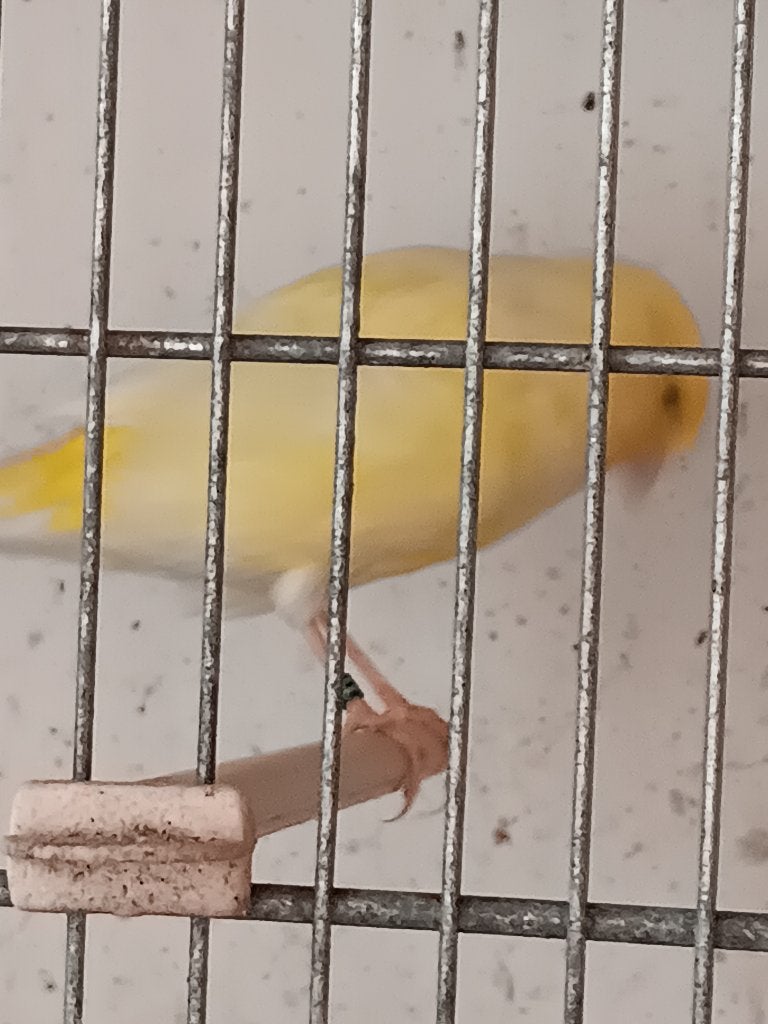 kanarie man, Dieren en Toebehoren, Mannelijk, Zangkanarie