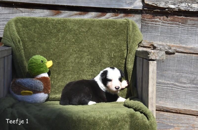 Border Collie pupjes, Colley, Plusieurs, Hépatite contagieuse (maladie de Rubarth), Belgique