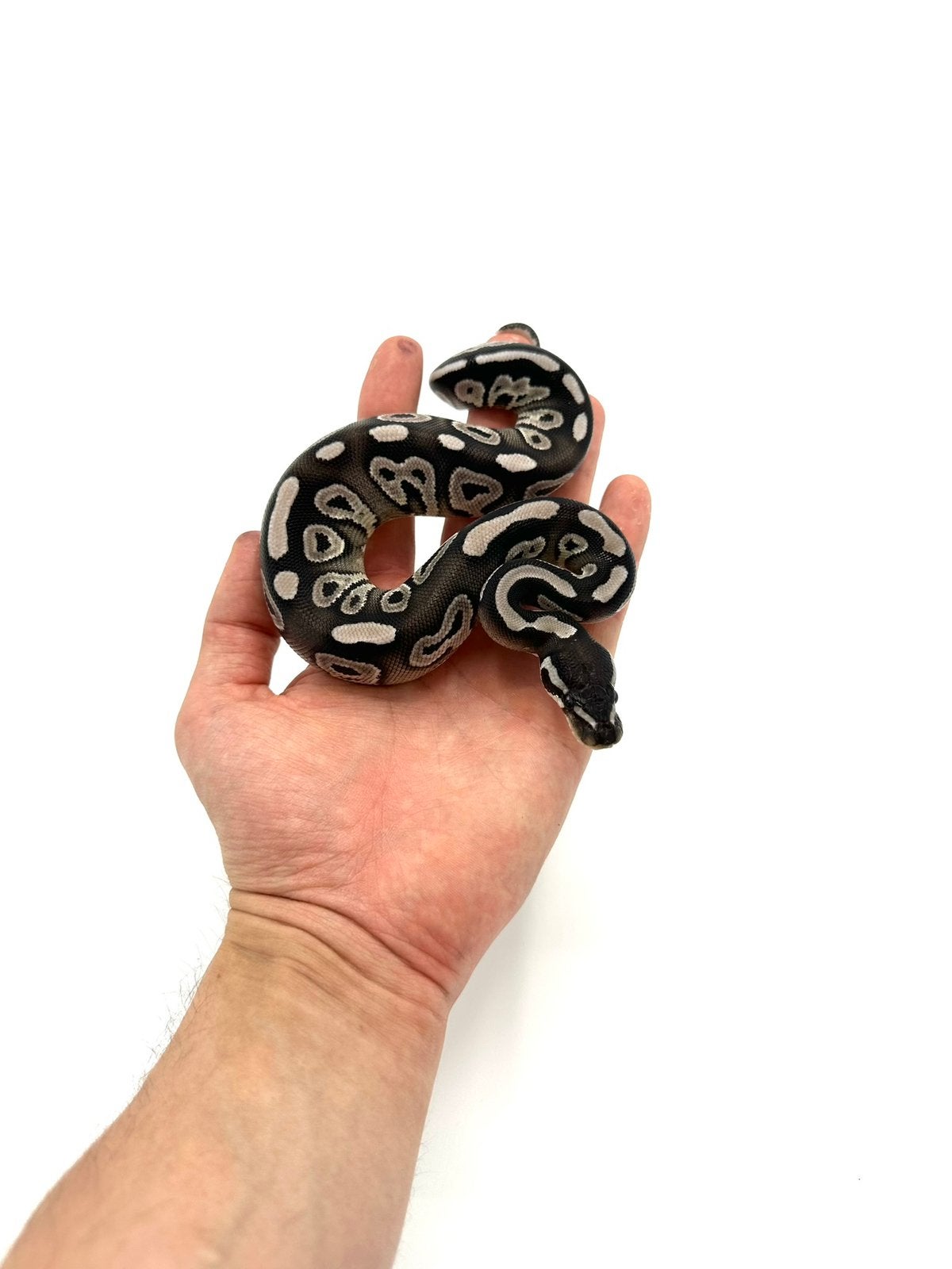 Diverse Python regius - koningspythons Ball Python photo 24