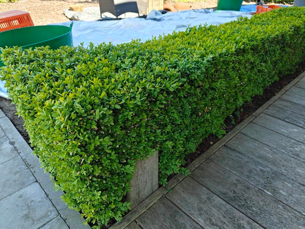 Buxus, Ophalen