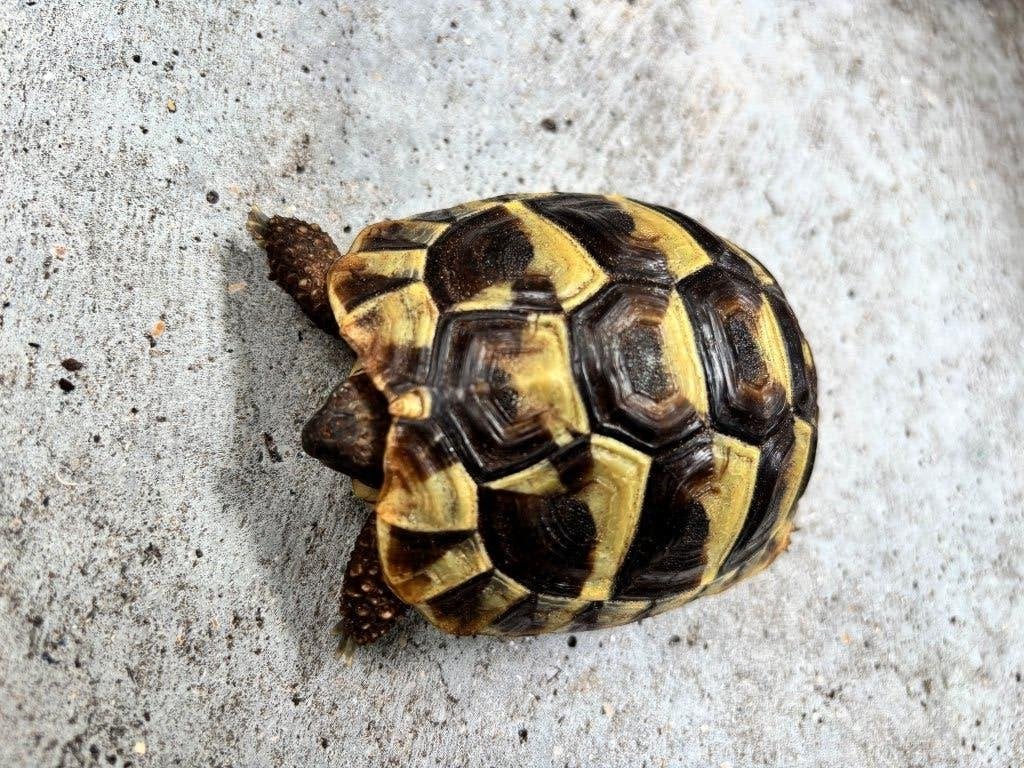 Griekse landschildpad augustus 2025 nabij E17-E40 te Gent, Tortue, Domestique, 0 à 2 ans
