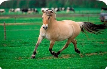 GEZOCHT:MAATJE VOOR HET LEVEN, Animaux & Accessoires