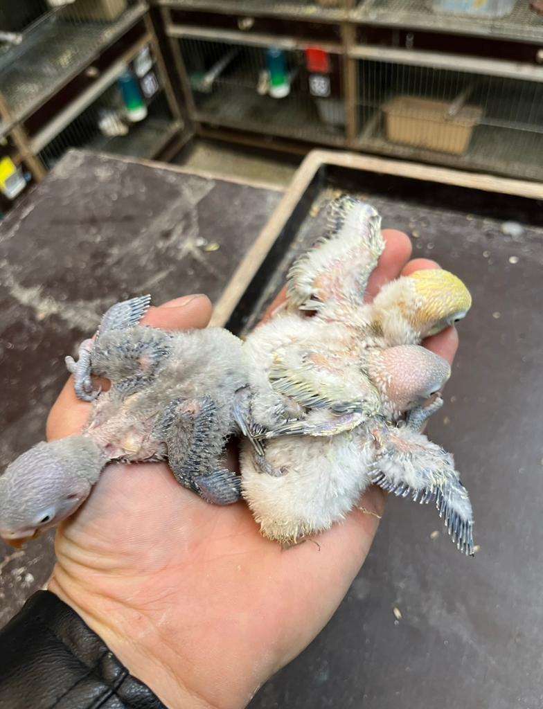 Baby dwergpapegaaien voor handtam te maken, Plusieurs animaux, Perroquet nain ou Inséparable, Domestique