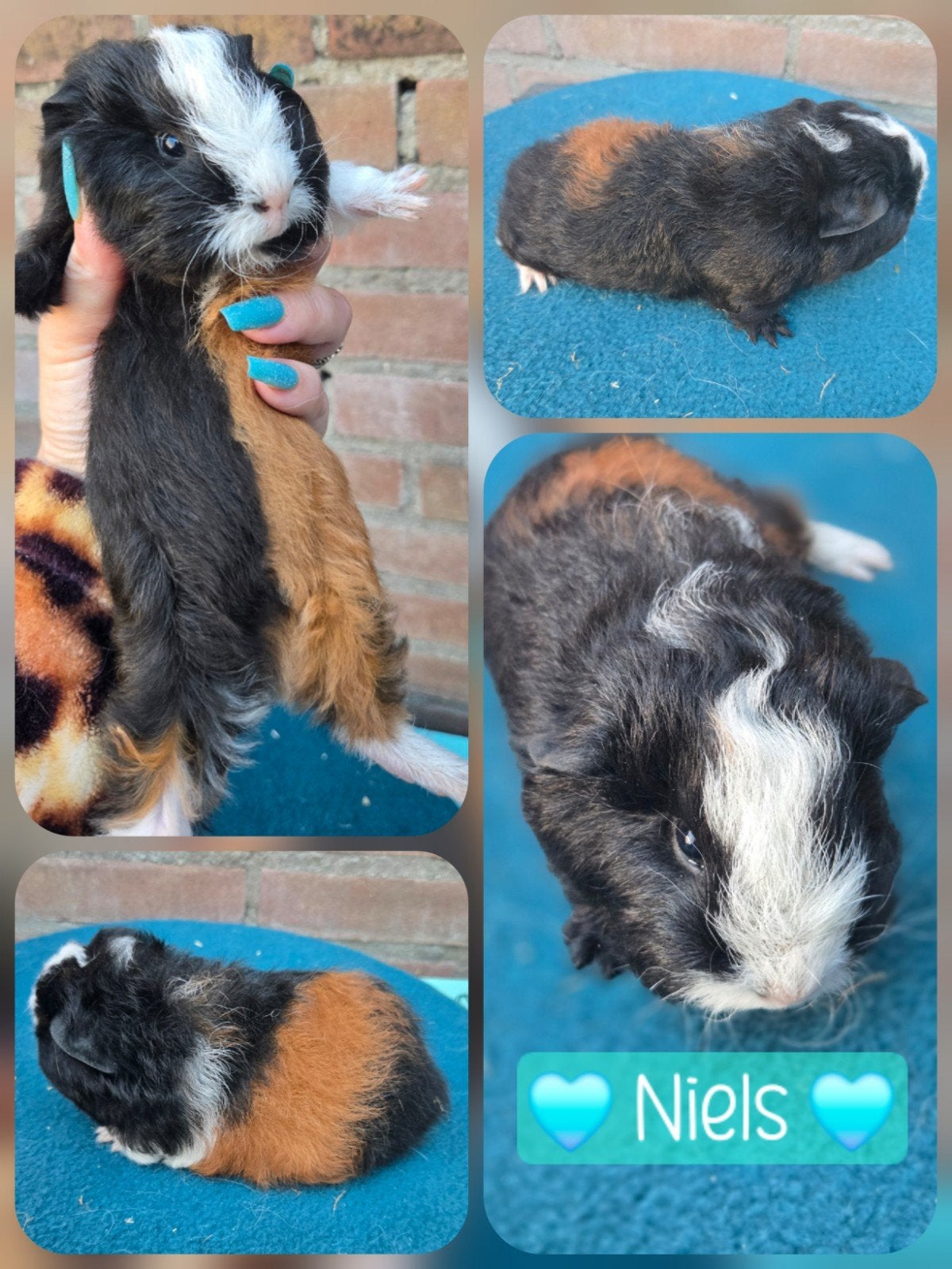 CH Teddy beertjes in Rood-zwart-wit, Dieren en Toebehoren, Cavia, Mannelijk, Tam, September